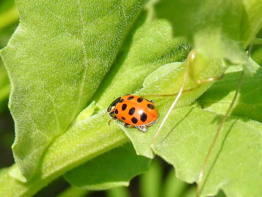 Hippodamia tredecimpunctata - mocsári katica