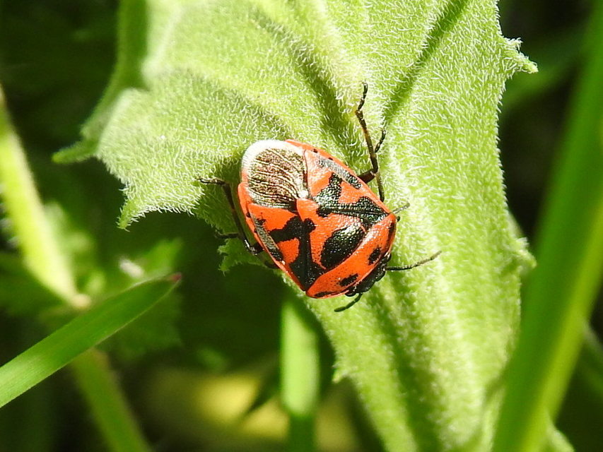 Eurydema ornata - díszespoloska