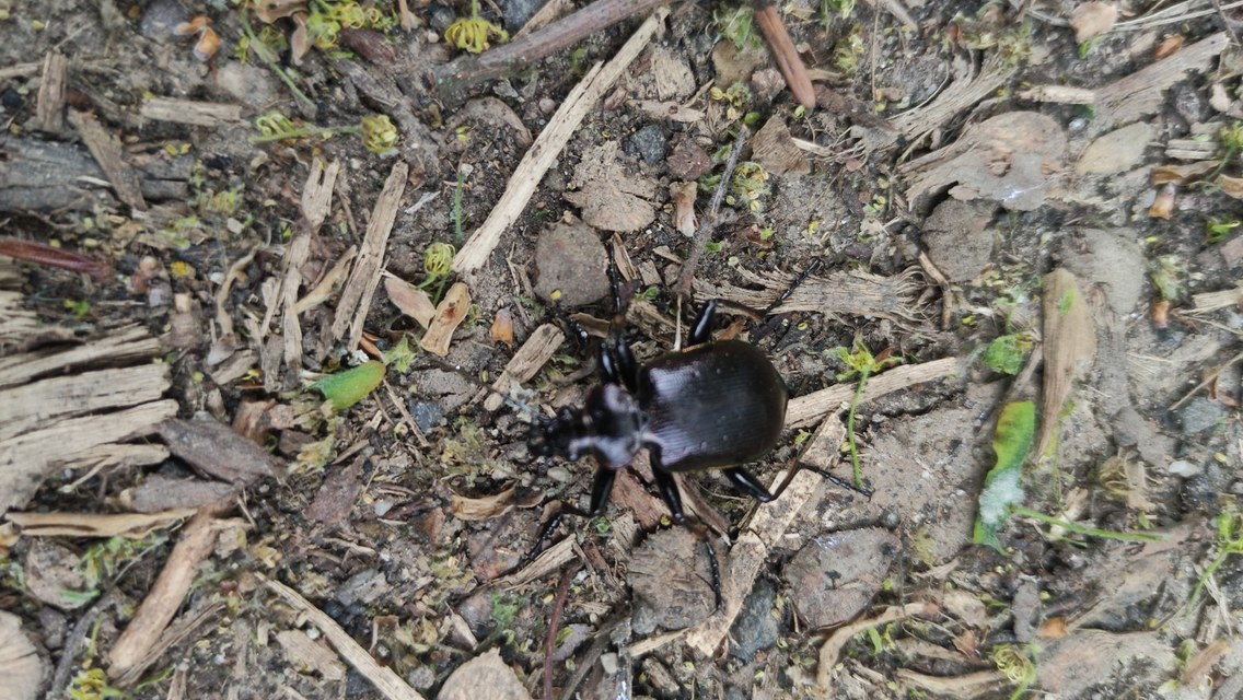 Calosoma inquisitor - kis bábrabló