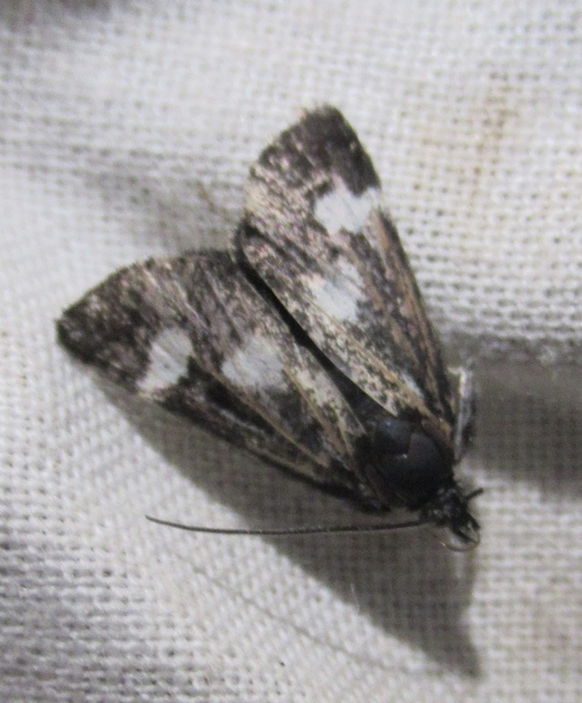 Eurrhypis pollinalis - galajszövő kormosmoly