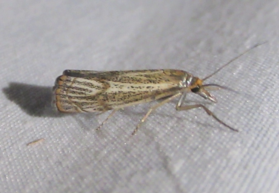 Thisanotia chrysonuchella - tavaszi fűgyökérmoly
