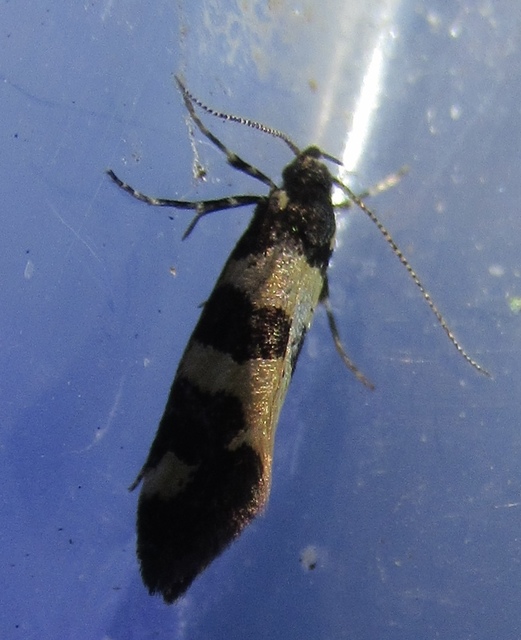 Denisia augustella - zebramoly