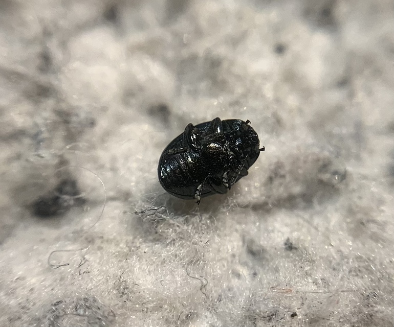 Phaedon cochleariae - vízitorma levélbogár Phaedon cochleariae - vízitorma levélbogár