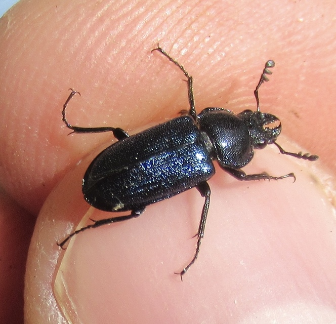 Platycerus caraboides - kis fémesszarvasbogár