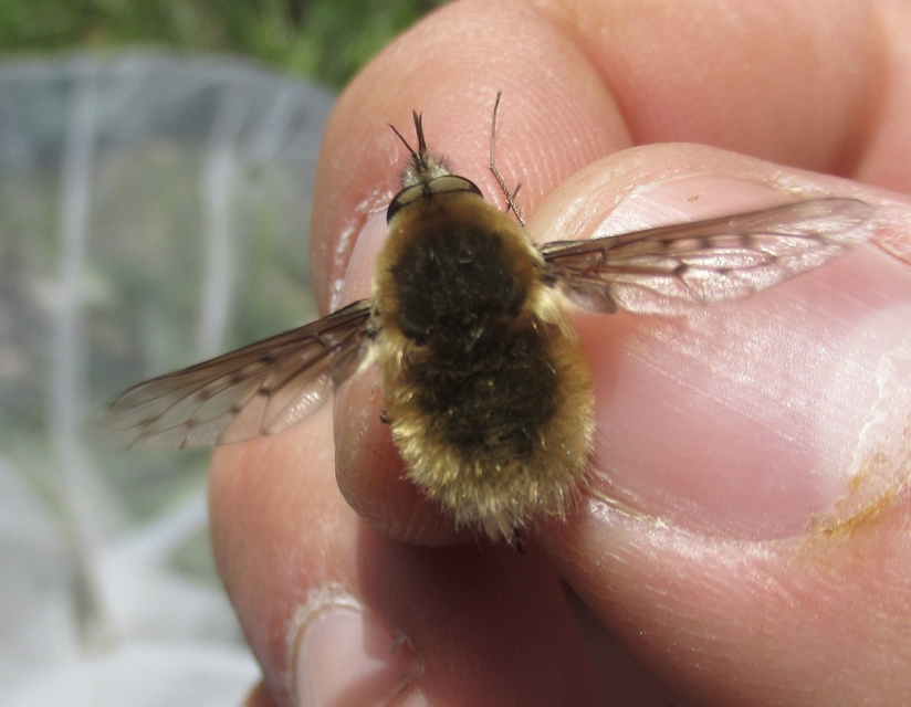 Bombylius medius - fehérfarú pöszörlégy