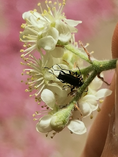 Grammoptera ruficornis - gyűrűscsápú galagonyacincér Grammoptera ruficornis - gyűrűscsápú galagonyacincér
