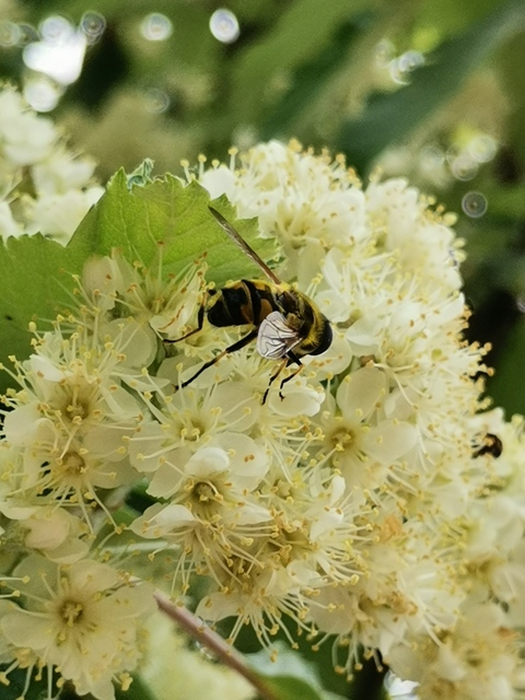 Myathropa florea - halálfejes odúlégy