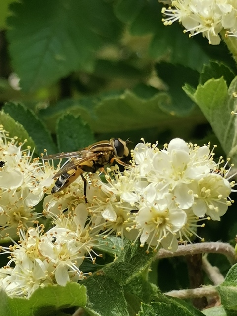 Helophilus trivittatus - nagy mocsárilégy