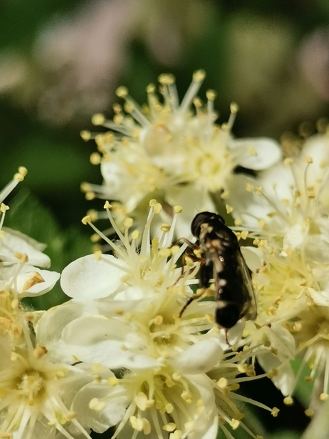 Syritta pipiens - zizegő comboslégy