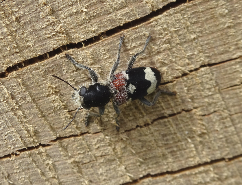 Clerus mutillarius - feketenyakú szúfarkas