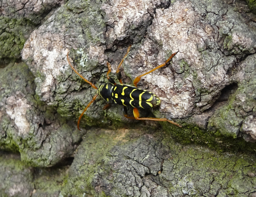 Plagionotus arcuatus - bársonyos darázscincér