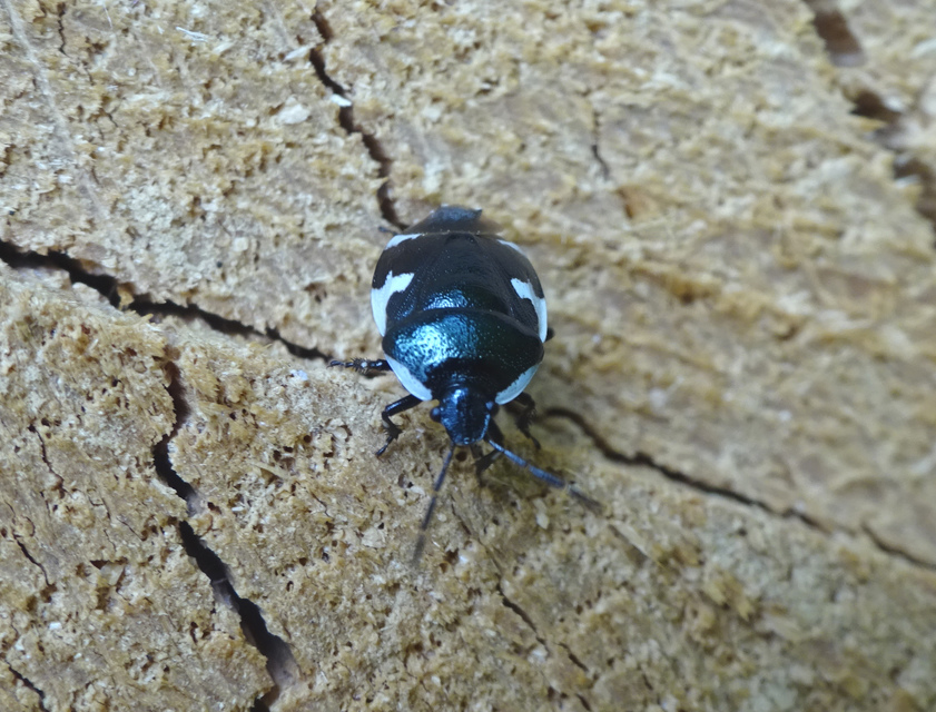Tritomegas sexmaculatus - hatfoltos földipoloska