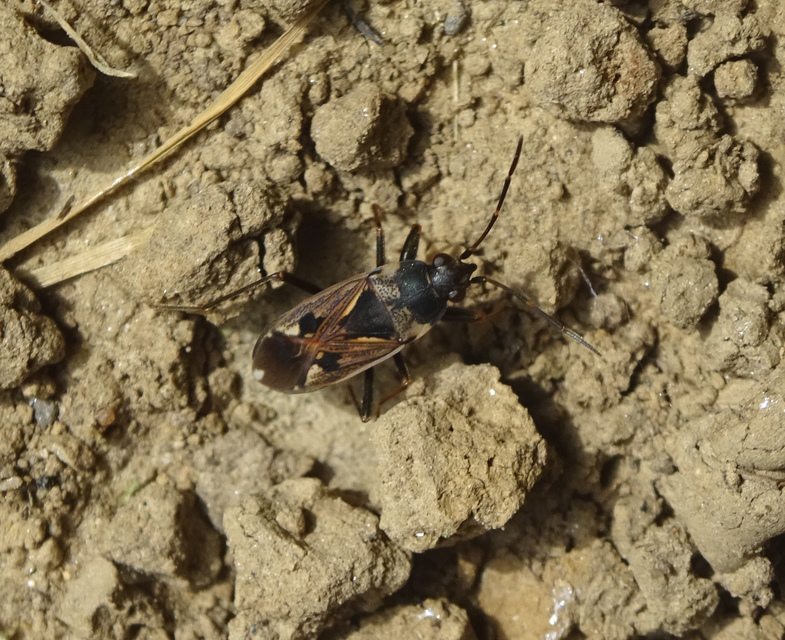 Rhyparochromus vulgaris - közönséges díszesbodobács