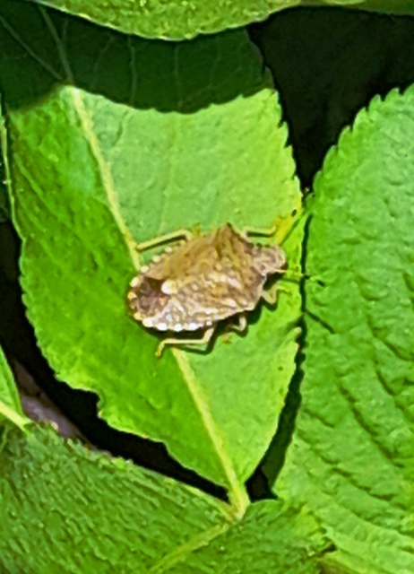 Peribalus strictus - tavaszi címerespoloska Peribalus strictus - tavaszi címerespoloska