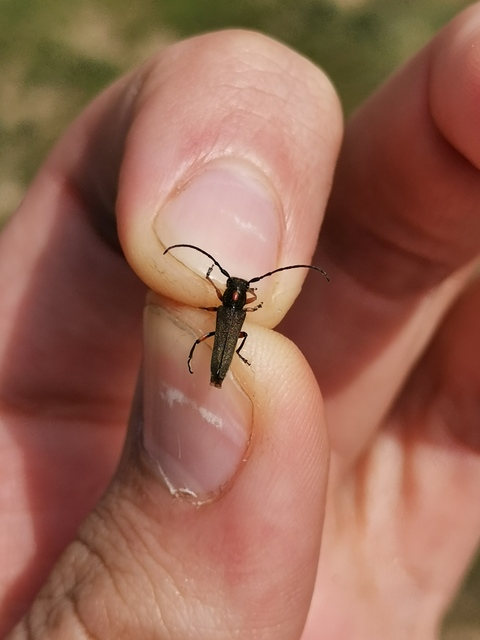 Phytoecia pustulata - parányi fűcincér