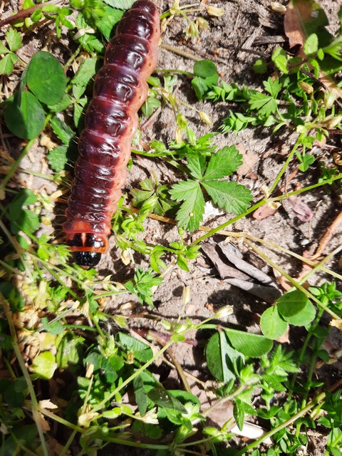 Cossus cossus - fűzfarontólepke