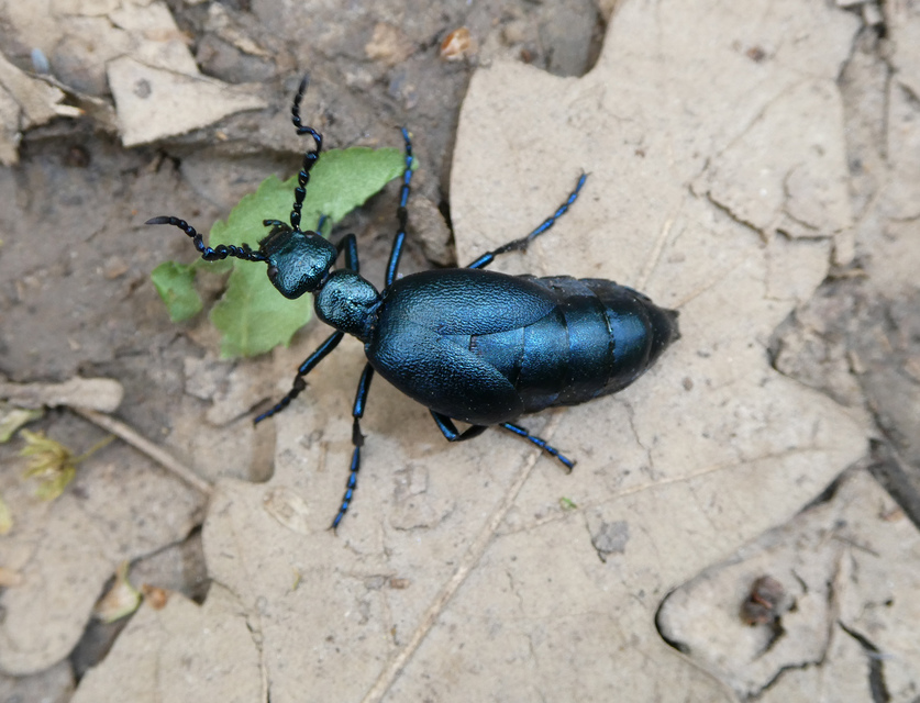 Meloe violaceus - kék nünüke