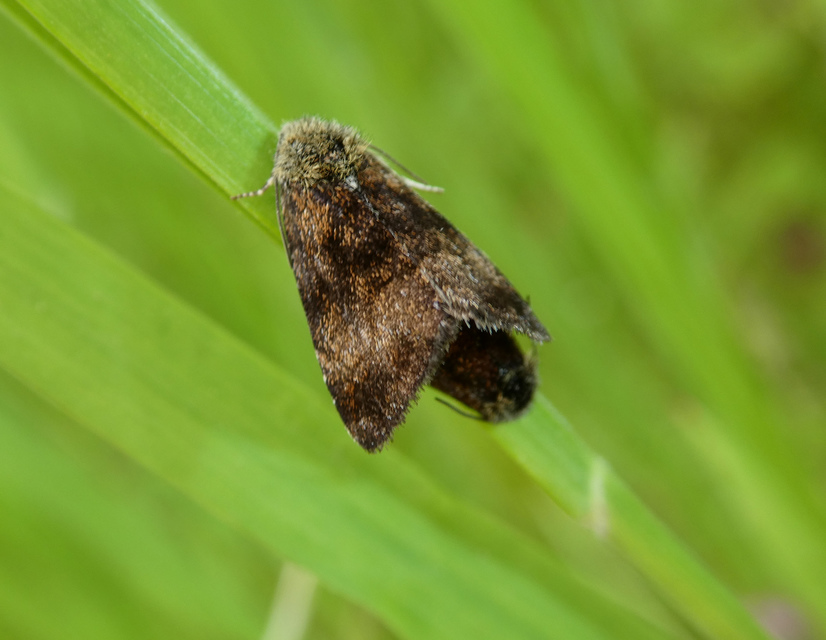 Panemeria tenebrata - apró sárgabagoly
