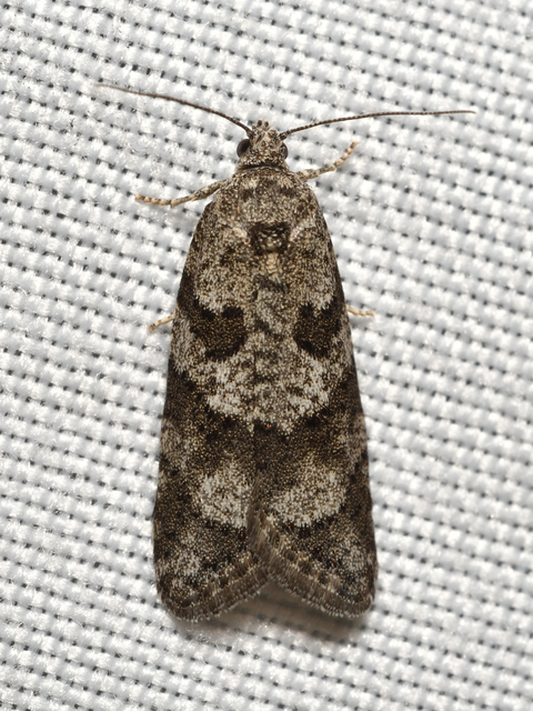 Cnephasia