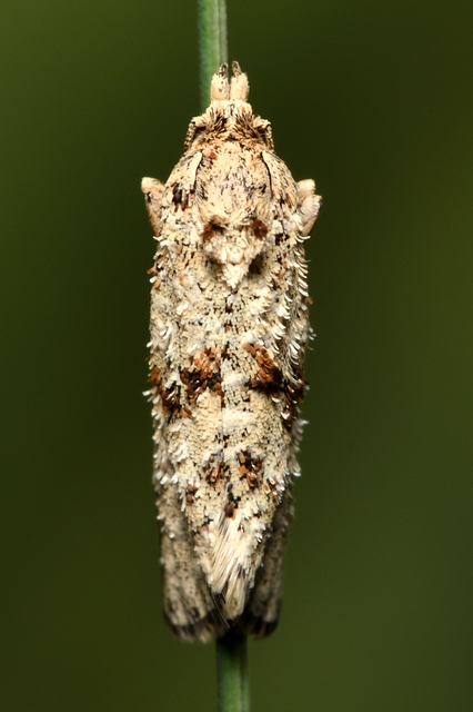 Aethes williana - gyopár-fúrómoly