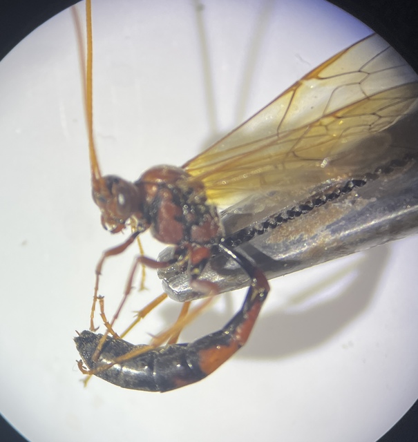 Eremotylus marginatus