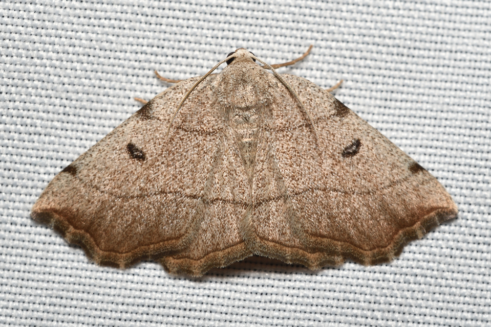 Eilicrinia trinotata - háromjegyű araszoló