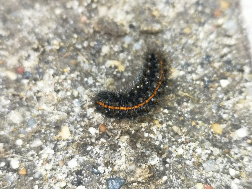 Spiris striata - csíkos molyszövő
