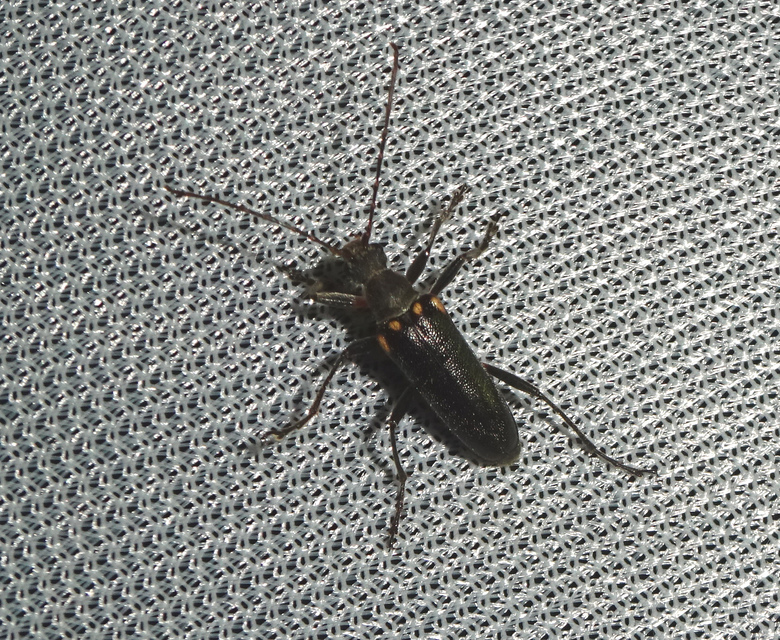 Cortodera humeralis - négyfoltos cserjecincér