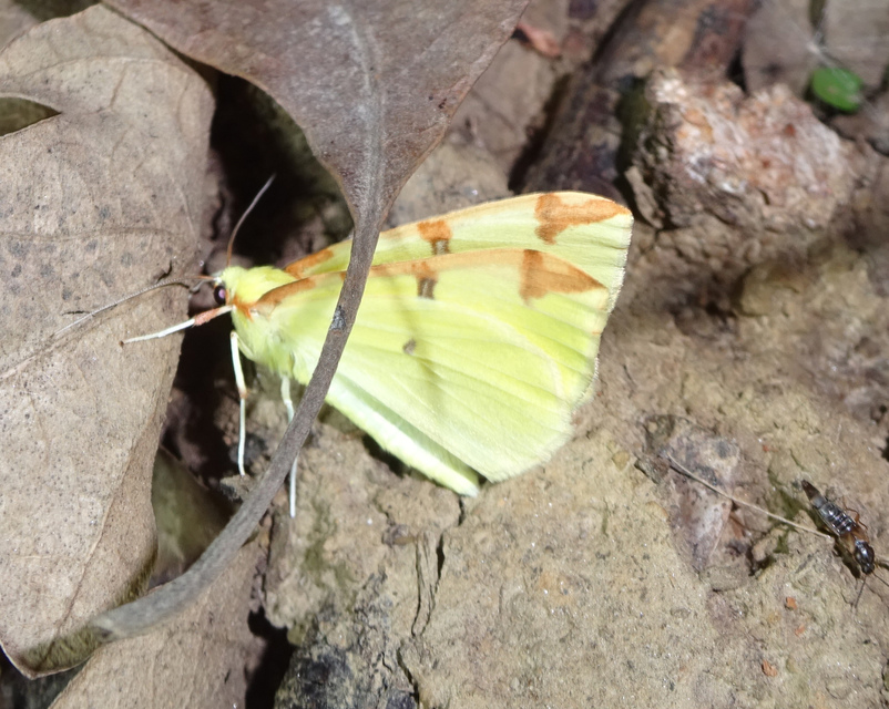Opisthograptis luteolata - citromsárga araszoló