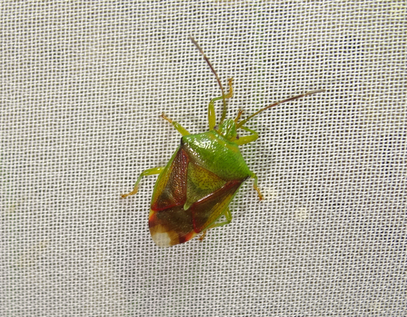 Elasmostethus interstinctus - pirostarka dajkapoloska
