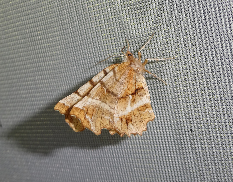 Selenia dentaria - kétfoltos holdasaraszoló