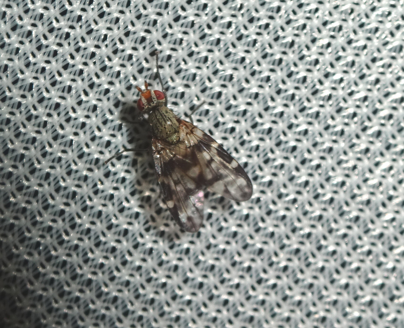 Otites centralis/guttata