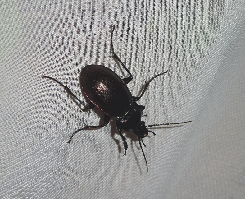 Carabus nemoralis - ligeti futrinka