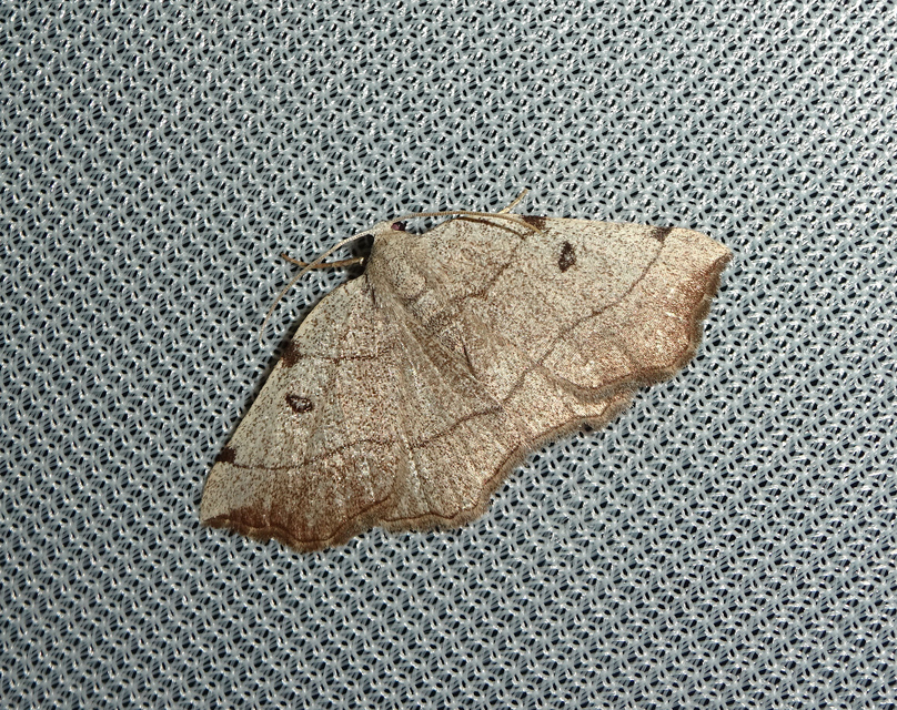 Eilicrinia trinotata - háromjegyű araszoló