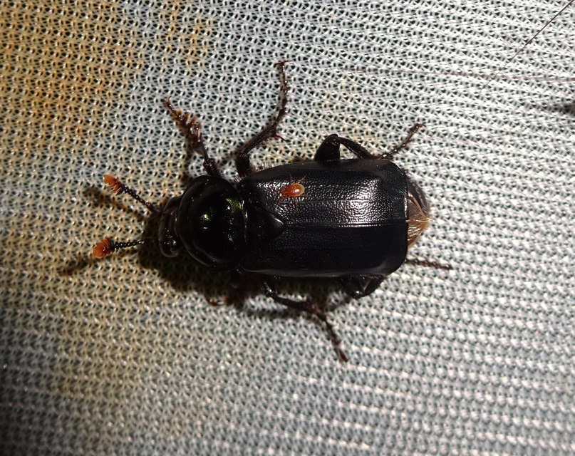 Nicrophorus humator - fekete temetőbogár
