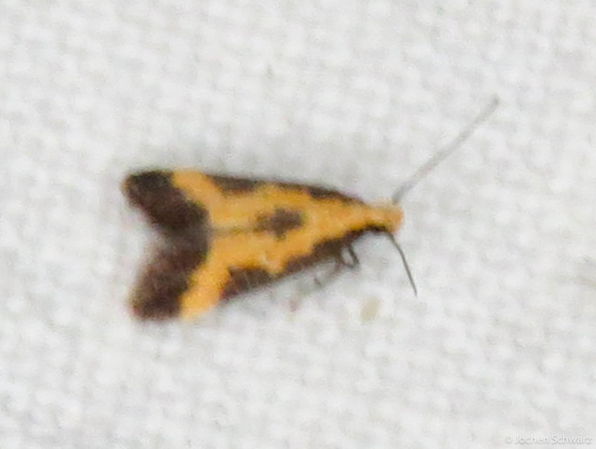 Brachmia dimidiella - citromkocsord-lápimoly