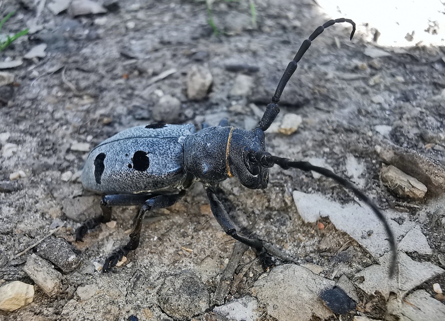 Morimus asper funereus - gyászcincér