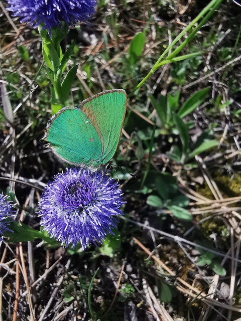 Callophrys rubi - zöldfonákú lepke