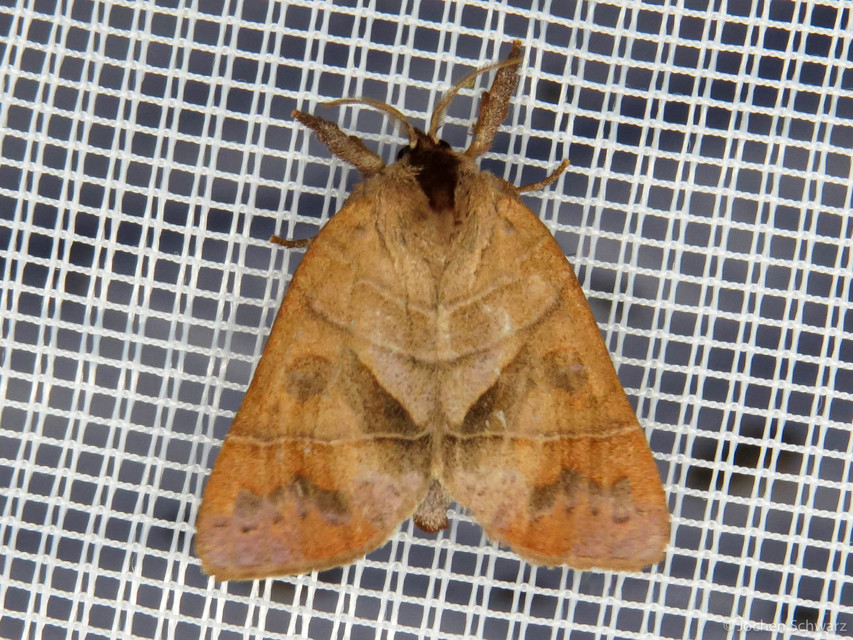 Clostera anastomosis - barna levélszövő