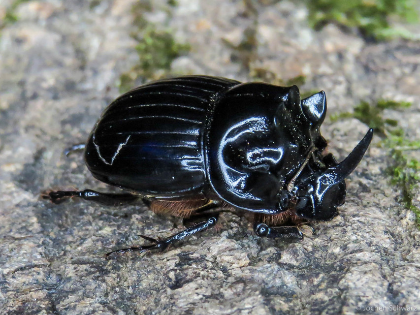 Copris lunaris - közönséges holdszarvú-ganéjtúró