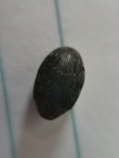 Byrrhus pilula - közönséges labdacsbogár