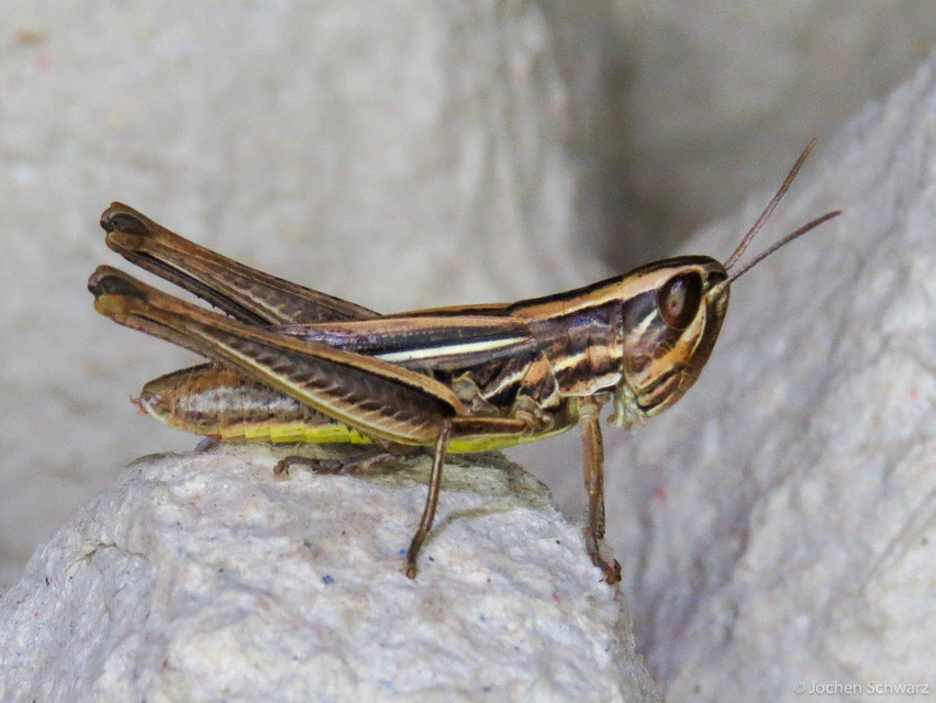 Euchorthippus declivus - rövidszárnyú rétisáska