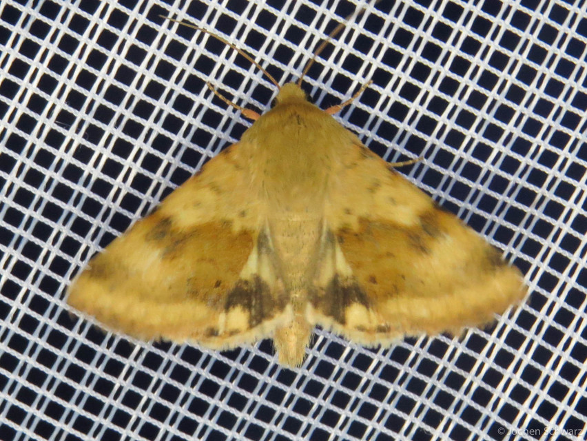 Heliothis viriplaca - mácsonyabagoly