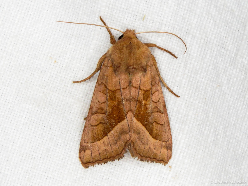 Hydraecia micacea - csillogó acsalapubagoly