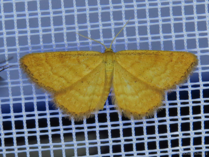 Idaea serpentata - kis sávosaraszoló