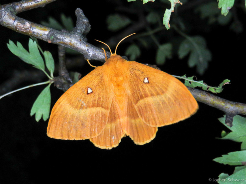 Lasiocampa quercus - tölgyfaszövő