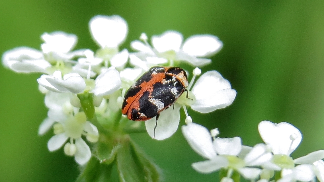 Anthrenus scrophulariae - nagy múzeumbogár