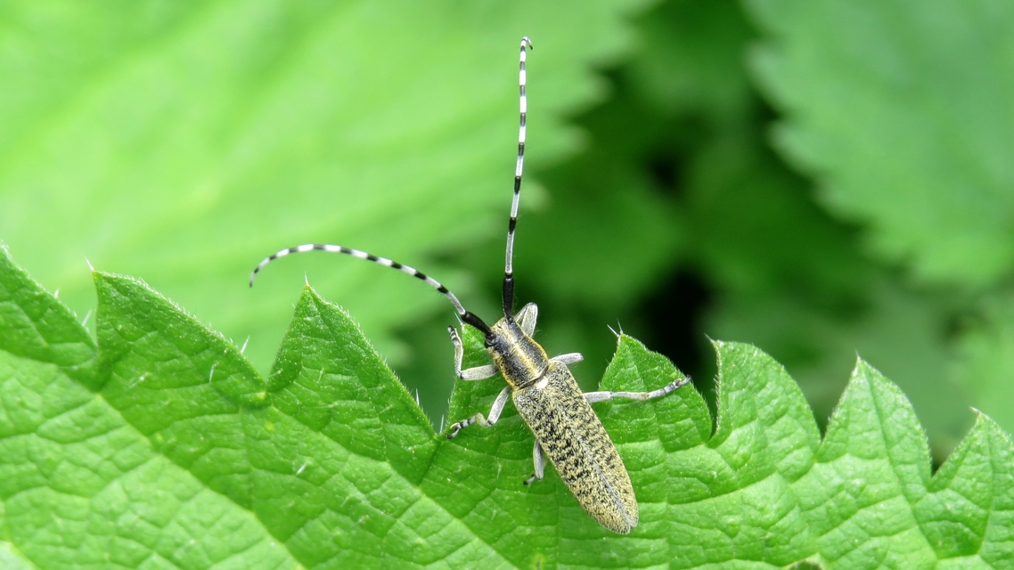 Agapanthia villosoviridescens - fehérgyűrűs bogáncscincér