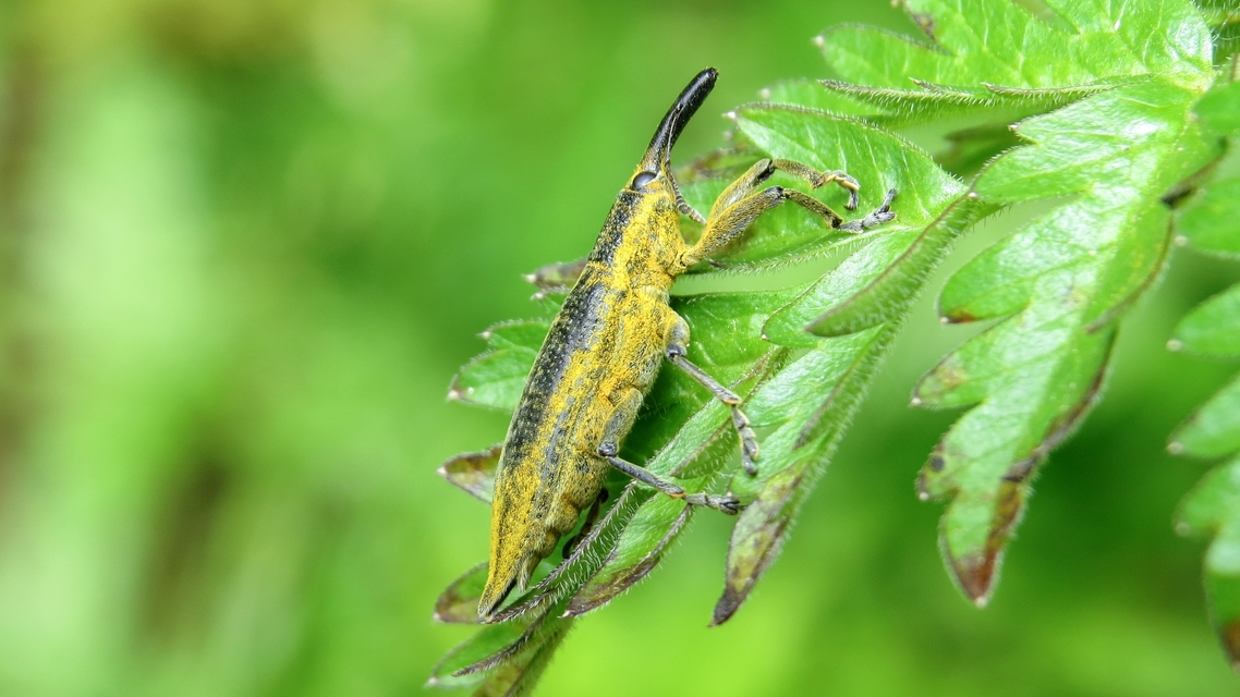 Lixus iridis - bürökfúró dudvabarkó