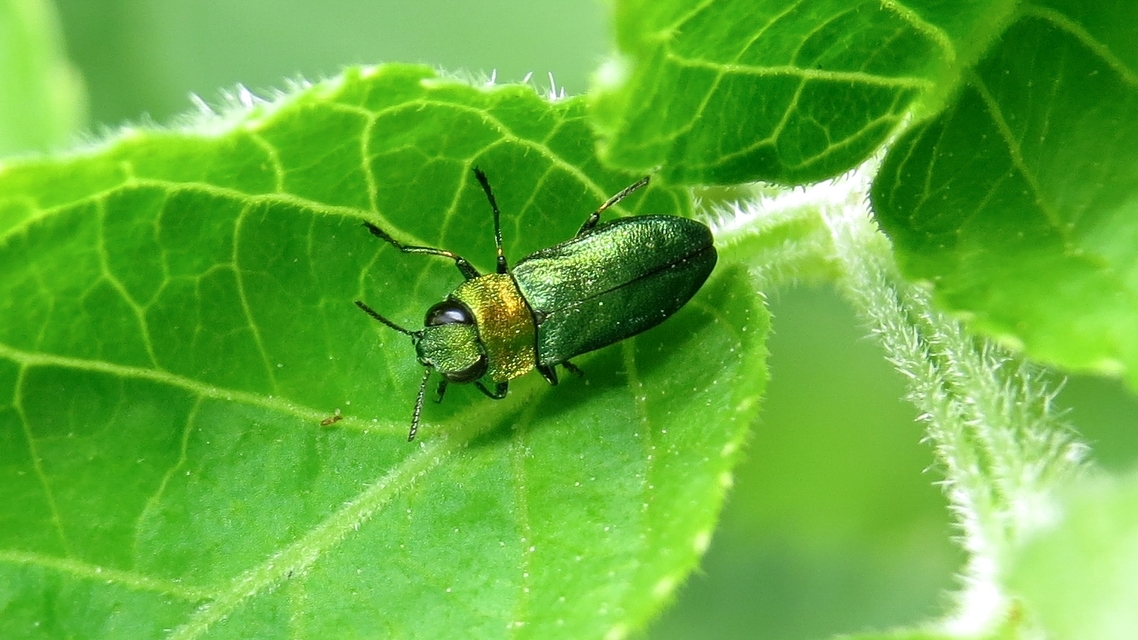 Anthaxia nitidula - ragyogó virágdíszbogár